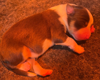 Chiot N°5