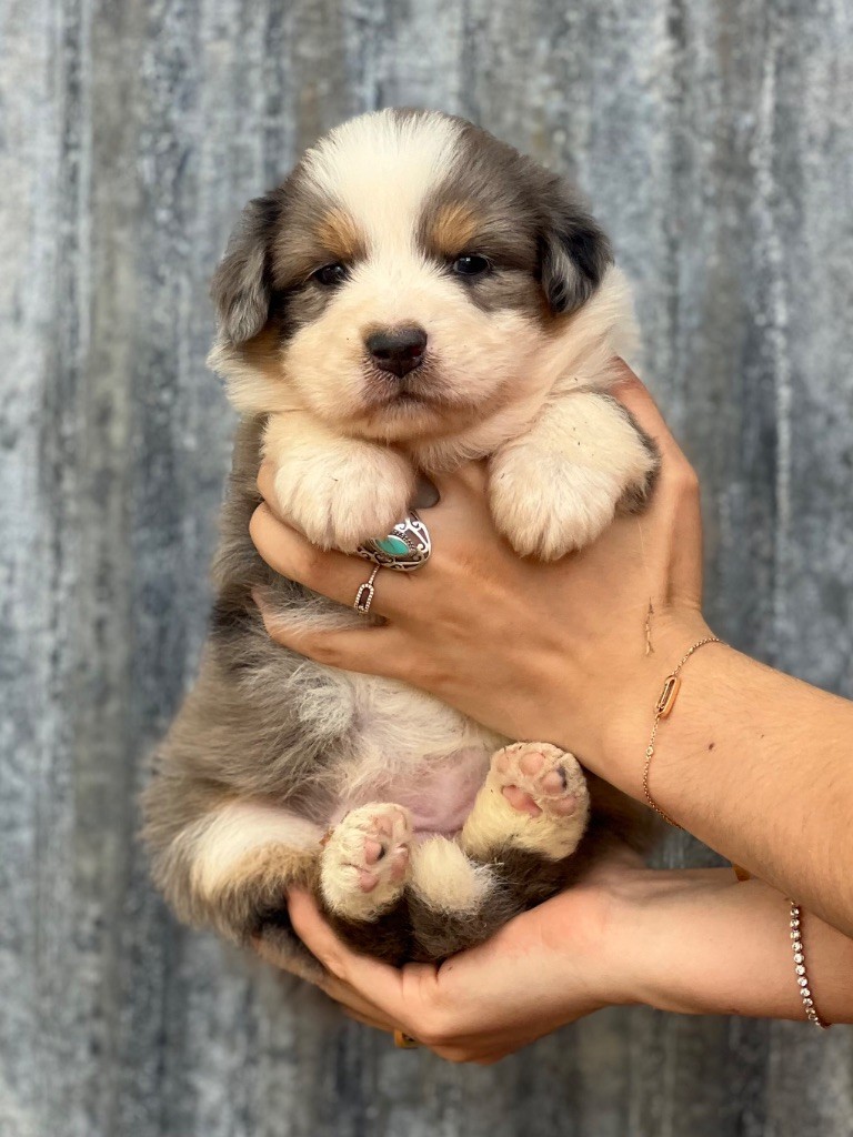 du clos du lambon - Chiots disponibles - Berger Australien
