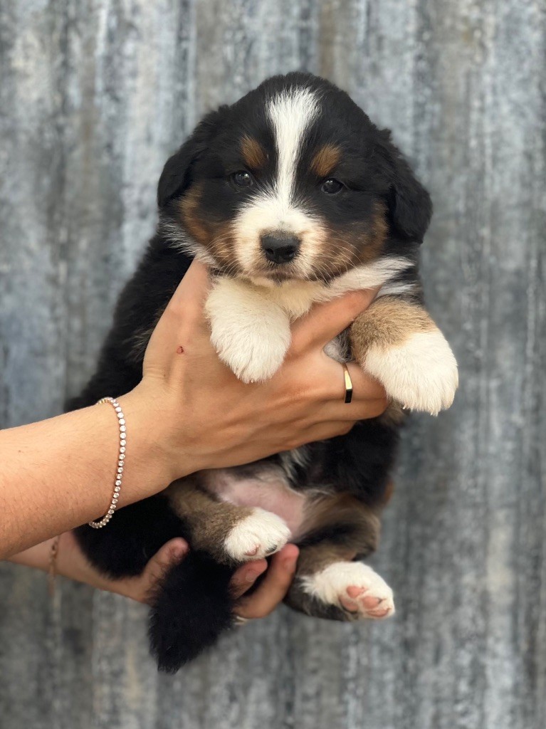 du clos du lambon - Chiots disponibles - Berger Australien
