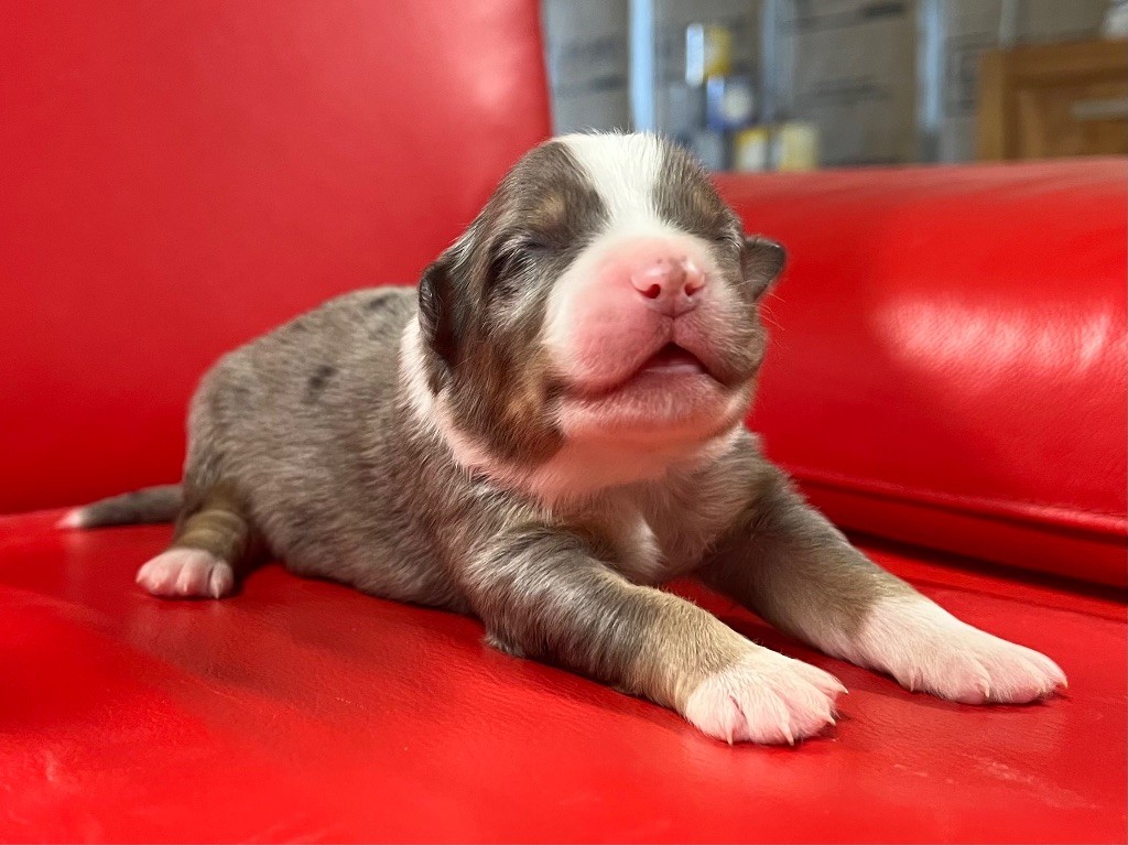 du clos du lambon - Chiots disponibles - Berger Australien