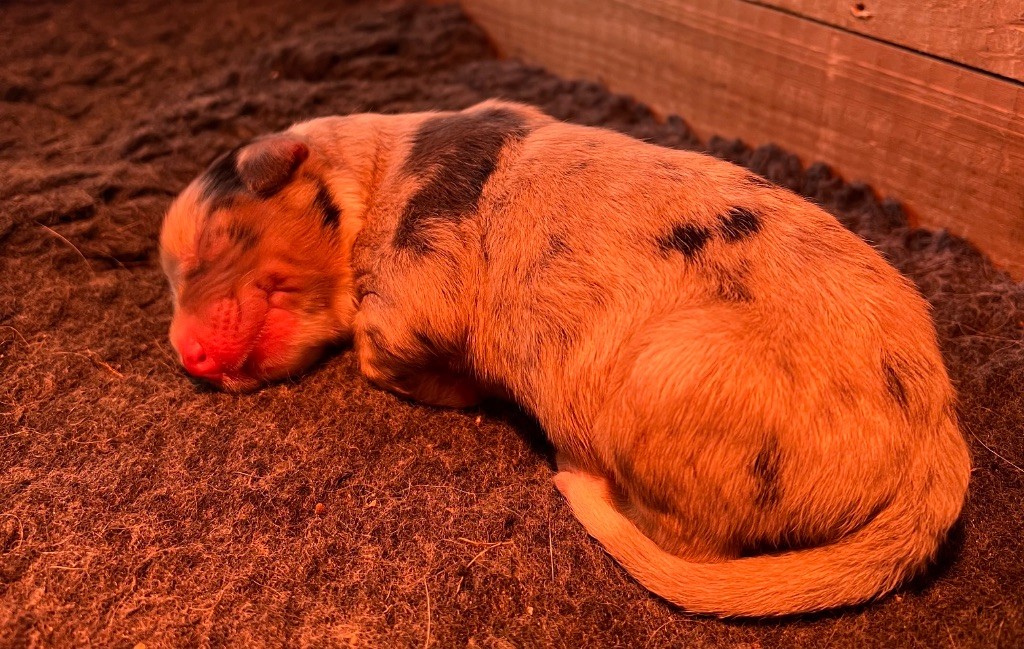 du clos du lambon - Chiots disponibles - Berger Australien